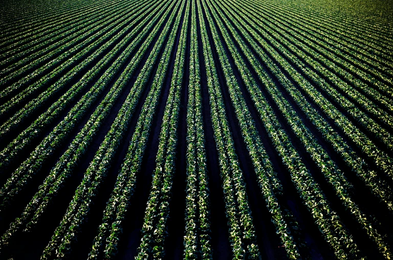 rows of crops for agriculture